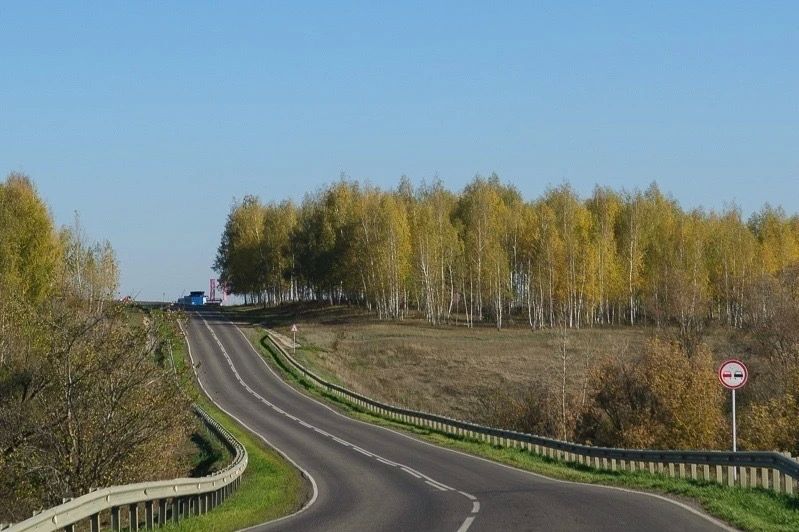 В Тамбовской области зафиксировано 16 ДТП с дикими животными