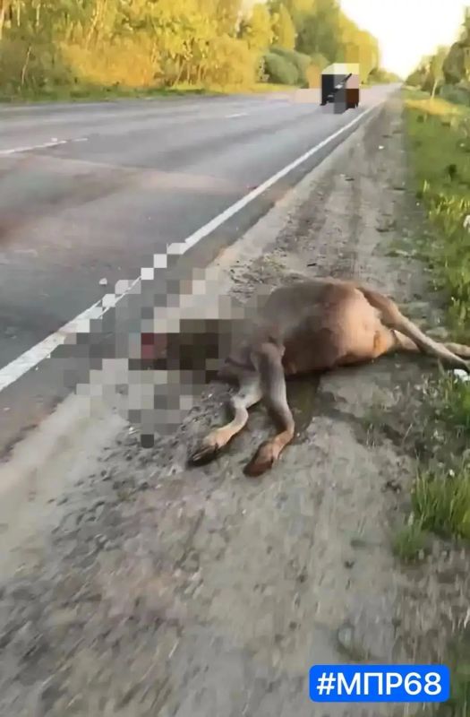 Молодая самка лося погибла в ДТП в Тамбовской области Молодая самка лося погибла в ДТП в Тамбовской области