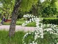 Прохладная погода сохранится в Тамбове до конца весны