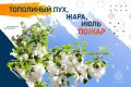 Сжигание тополиного пуха — плохая идея