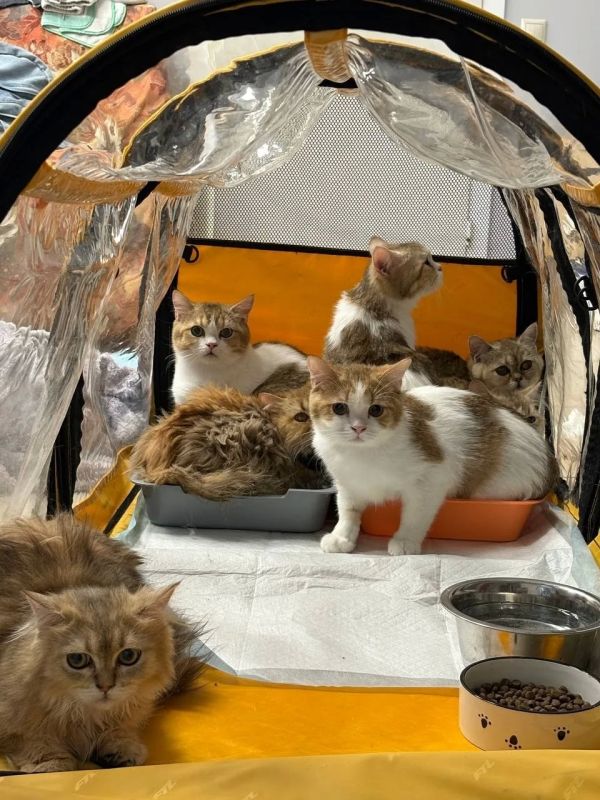 Пост добра: котята ищут дом Пост добра: котята ищут дом