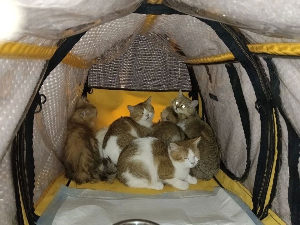 Пост добра: котята ищут дом Пост добра: котята ищут дом
