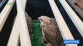 В естественную среду вернули хищных птиц