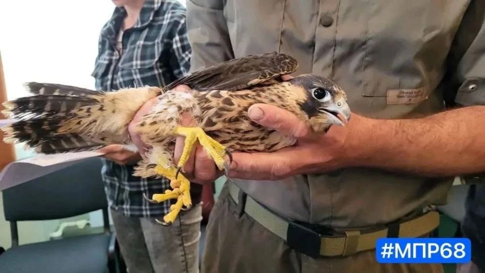 В естественную среду вернули хищных птиц В естественную среду вернули хищных птиц