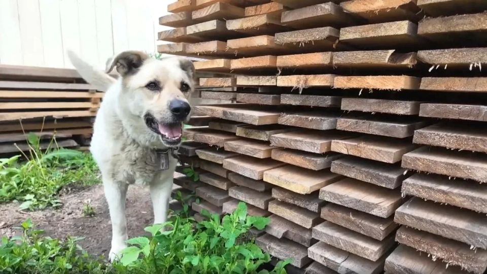 Где дом, там и надежда. В приютах для домашних животных зачастую не хватает свободных мест, а новых постояльцев везут со всей области постоянно Где дом, там и надежда. В приютах для домашних животных зачастую не хватает свободных мест, а новых постояльцев везут со всей области постоянно