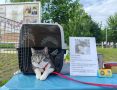 В Тамбове пройдёт парад домашних животных (0+)
