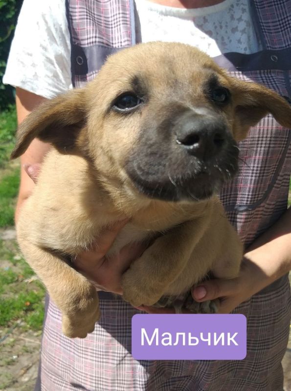 Пост добра: щенки ищут дом