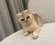 Пост добра: кошка ищет дом