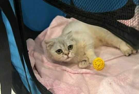 Пост добра: кошка ищет дом Пост добра: кошка ищет дом
