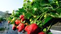 Как восстановить старую клубнику: простые приемы для двухкратного увеличения урожая