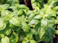 Почему выбор места для базилика определяет вкус вашего блюда?