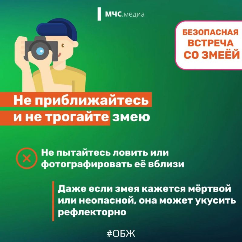Змеи могут быть ядовиты и опасны Змеи могут быть ядовиты и опасны