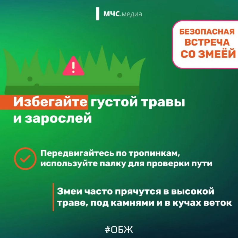 Змеи могут быть ядовиты и опасны Змеи могут быть ядовиты и опасны