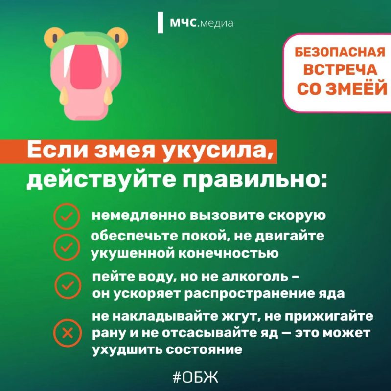 Змеи могут быть ядовиты и опасны Змеи могут быть ядовиты и опасны