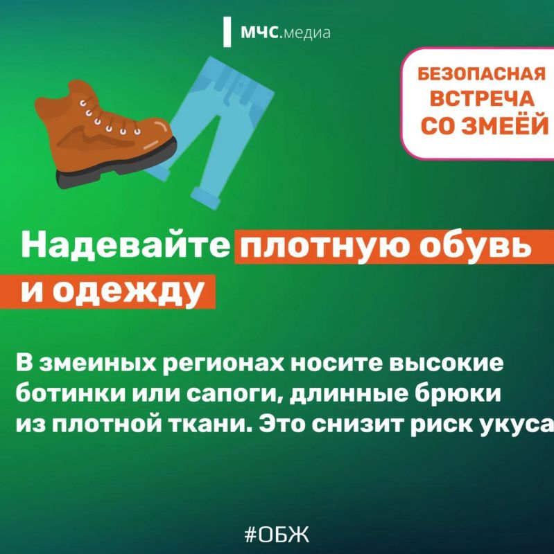 Змеи могут быть ядовиты и опасны Змеи могут быть ядовиты и опасны