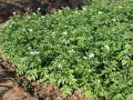 Цветы картофеля — враг или союзник? Удивительные выводы эксперимента