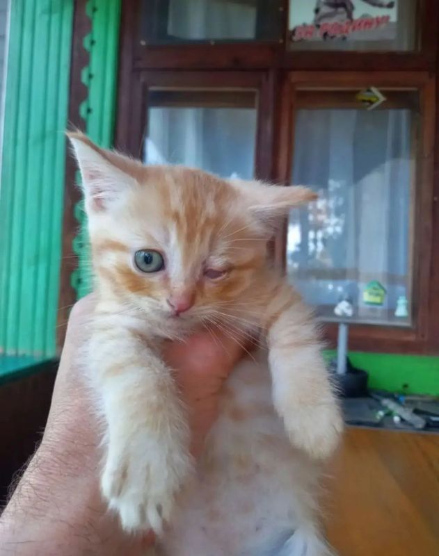 Пост добра: котенок ищет дом