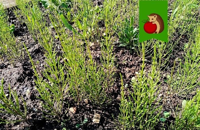 Эффективные способы борьбы с хвощом в саду