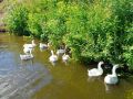 Гуси в "Ромашково" живут свою лучшую жизнь