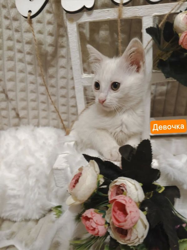 Пост добра: котята ищут дом Пост добра: котята ищут дом