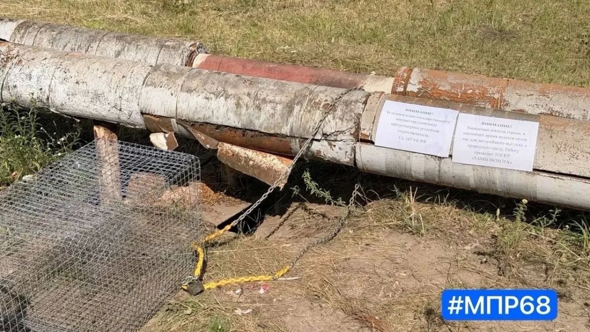 В Котовске начали отлов поселившихся в Парке Воинской славы лисиц