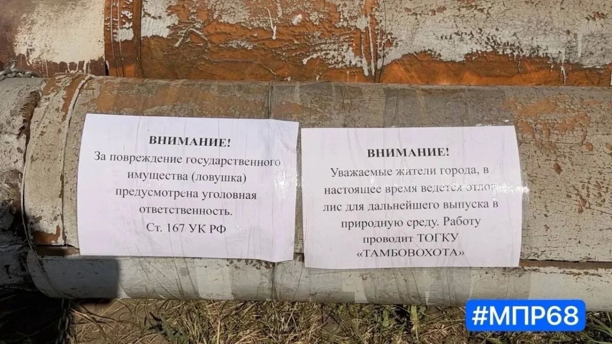 В Котовске начали отлов поселившихся в Парке Воинской славы лисиц В Котовске начали отлов поселившихся в Парке Воинской славы лисиц