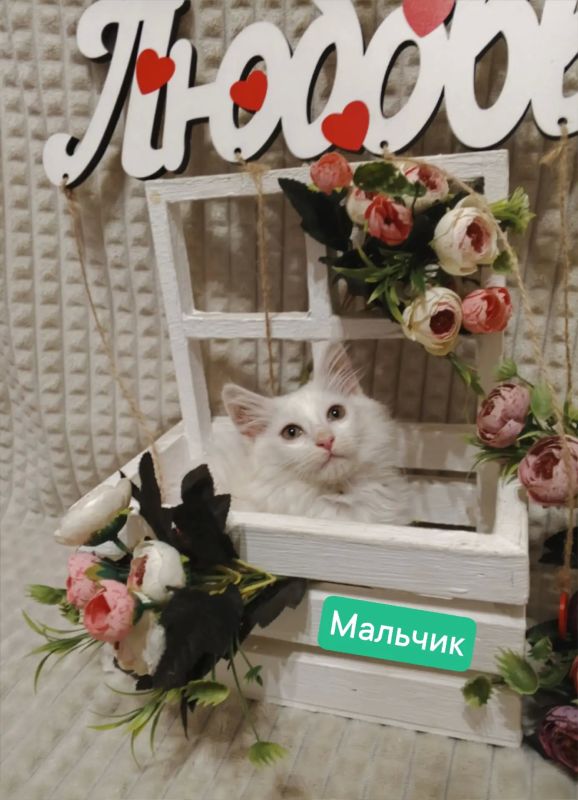 Пост добра: котята ищут дом Пост добра: котята ищут дом
