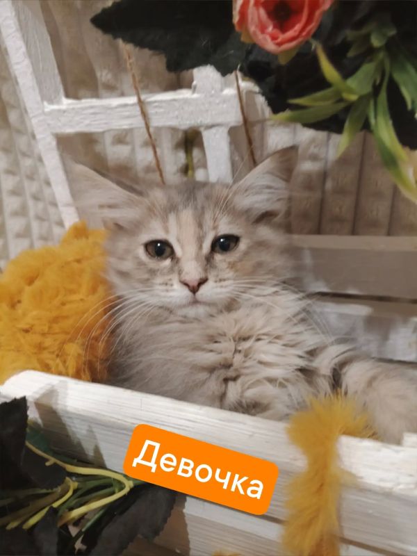 Пост добра: котята ищут дом Пост добра: котята ищут дом