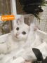 Пост добра: котята ищут дом