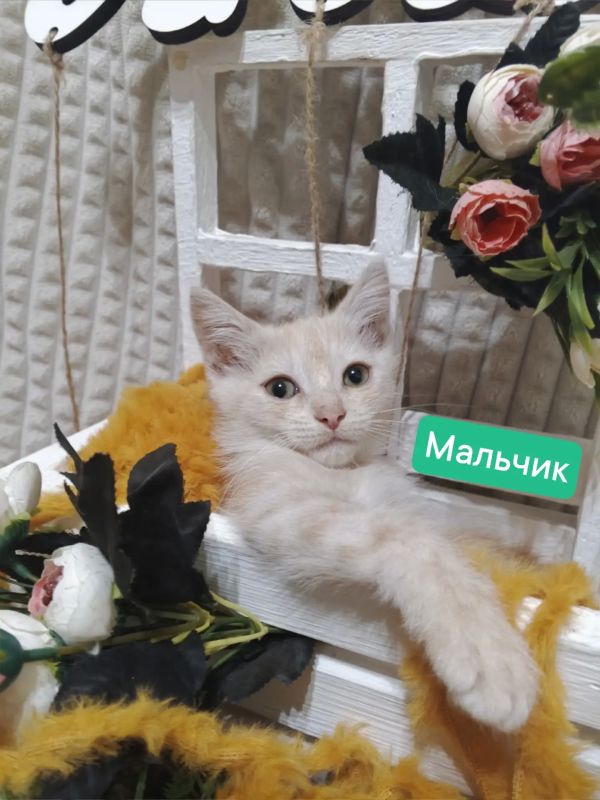 Пост добра: котята ищут дом Пост добра: котята ищут дом