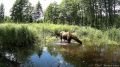 Освежающее видео из Воронинского заповедника