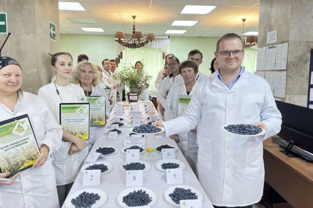 В Научно-производственном центре «Агропищепром», который входит в состав научно-производственного комплекса города-наукограда Мичуринска, прошла открытая дегустация сортов и гибридных форм жимолости съедобной поздних сроков...