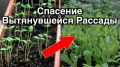 Как вернуть жизнь вытянувшейся рассаде: полезные советы для огородников