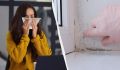 Эффективные методы борьбы с плесенью: как избавиться от грибка за считанные часы