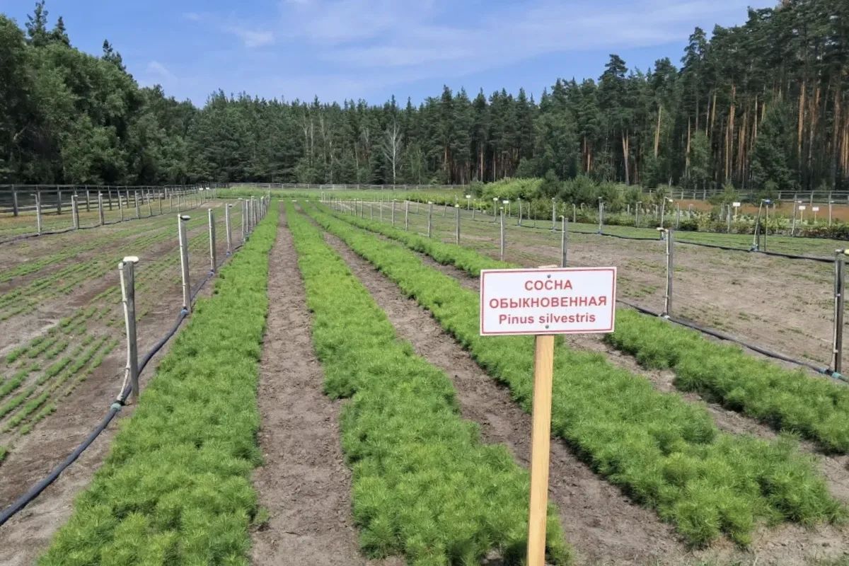 В селе Старая Казинка Мичуринского муниципального округа прошло семинар-совещание, посвящённое итогам работы департамента лесного хозяйства Тамбовской области и подведомственных организаций за первое полугодие 2026 года В селе Старая Казинка Мичуринского муниципального округа прошло семинар-совещание, посвящённое итогам работы департамента лесного хозяйства Тамбовской области и подведомственных организаций за первое полугодие 2026 года