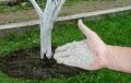 Как вернуть к жизни старую яблоню: секреты эффективной подкормки древесной золой