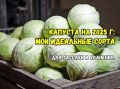 Три главные сорта капусты, которые стоит выращивать в 2025 году