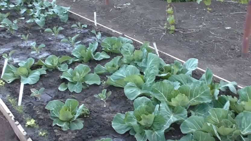 Как йод и правильный подход преобразили урожай капусты