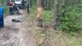 Гонка в лесу закончилась больничной палатой