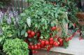 Как получить вкусные помидоры на балконе: секреты выбора сорта и ухода
