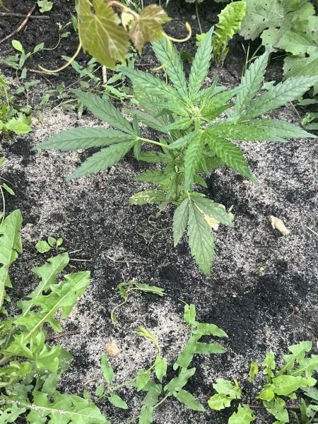 Возбуждено уголовное дело по факту незаконного культивирования наркосодержащих растений Возбуждено уголовное дело по факту незаконного культивирования наркосодержащих растений