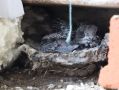 Во время ремонта школы в Мичуринске рабочие спасли семейство стрижей
