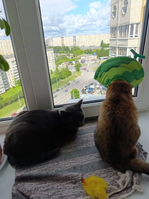 Хорошие новости! Кошка Бася из котокафе нашла дом
