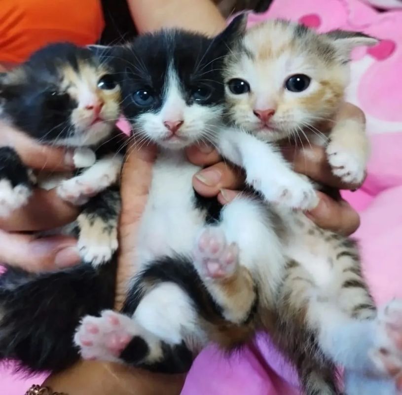 Пост добра: котята ищут дом