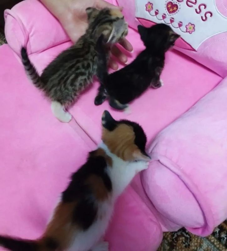 Пост добра: котята ищут дом Пост добра: котята ищут дом