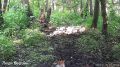 На кадры фотоловушки в Воронинском заповеднике попала лиса