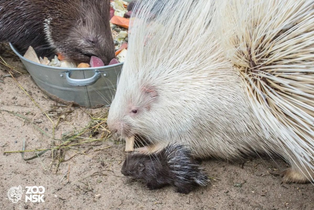 В Новосибирском зоопарке родились два детеныша индийского дикобраза, занесенного в Красную книгу России В Новосибирском зоопарке родились два детеныша индийского дикобраза, занесенного в Красную книгу России