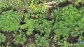 Сотрудники наркоконтроля пресекли незаконное культивирование наркосодержащих растений в Тамбовской области