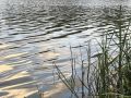 Из пруда в Знаменском округе достали тело пенсионера
