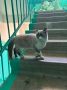 Пост добра: кошка ищет дом